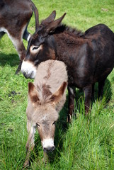 Mother and baby donkeys