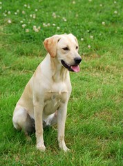 labrador retriever