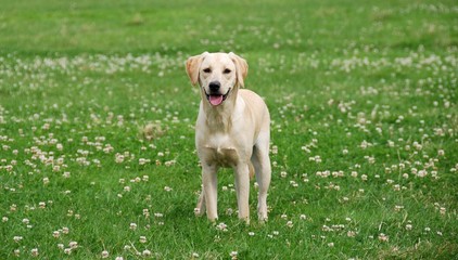 cute labrador puppy