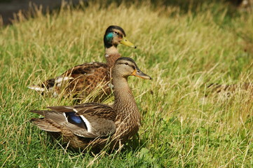 Entenspaziergang