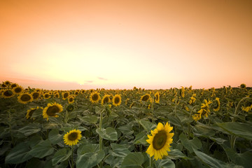 Obraz premium Sunflower