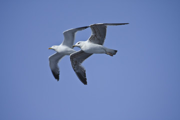 Two seagulls