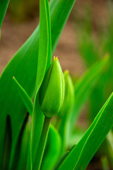 Obraz premium green tulip bud