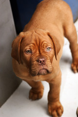 Chiot Dogue de bordeaux