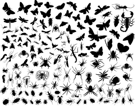 biggest collection of vector insects