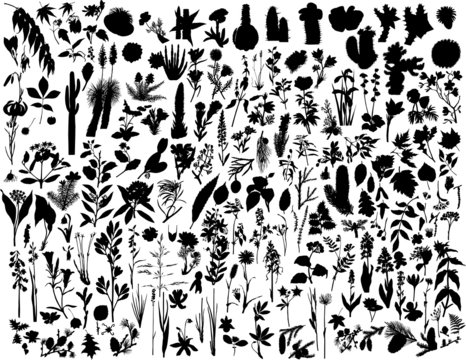 biggest collection of vector plants