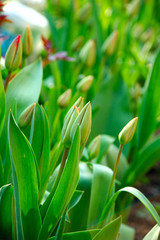 Fototapeta premium tulip green bud