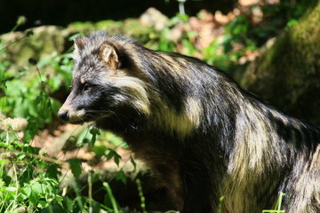marderhund