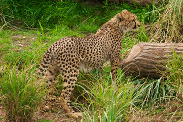 Cheetah