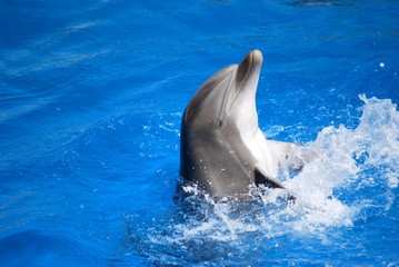dauphin 1