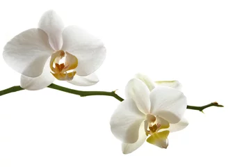 Papier Peint photo Orchidée Branche d& 39 orchidée blanche