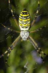 Araignée attendant sa proie