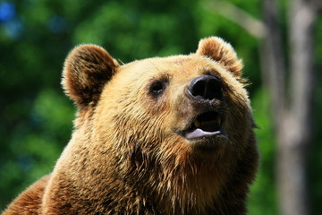 braunbär