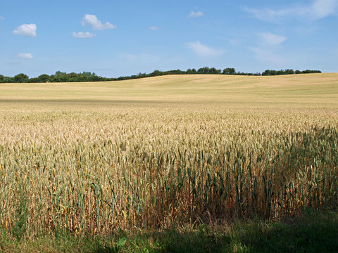Wheat field in the summer