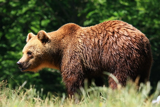 braunb&auml;r