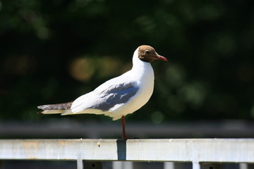 möwe
