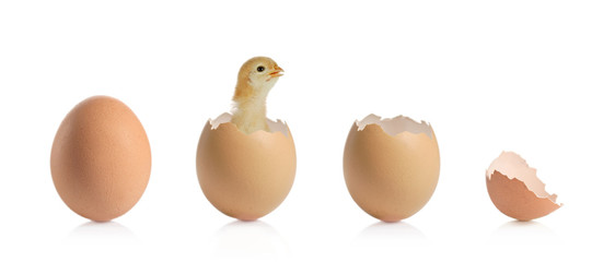A view of a three animal eggs and a baby chicken