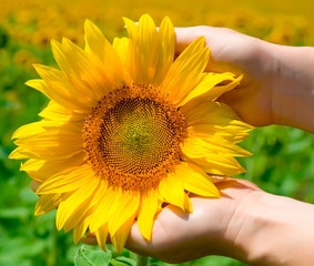 Fototapeta premium Sunflower in female hands