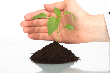 business men a plant