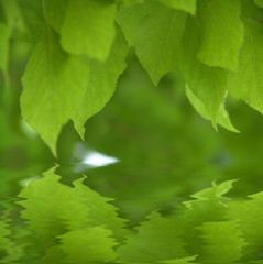 Fresh green leaves over water
