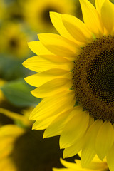Naklejka premium Sunflower