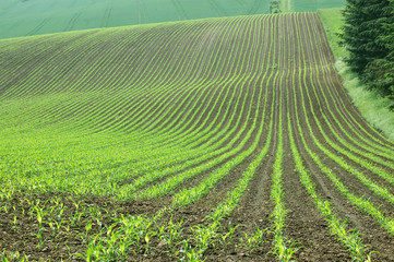Waves of land.