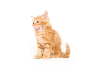 Hungry yellow kitten