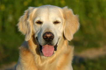 HundeportraitGolden Retriever