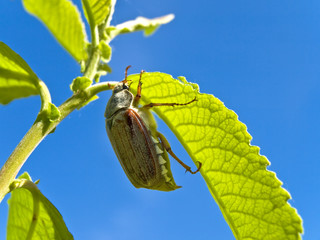 chafer at leaf against the blue sky