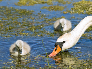 Fototapeta premium Swan family swimming at the water