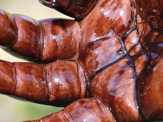 Hand soiled by oil. Hands.