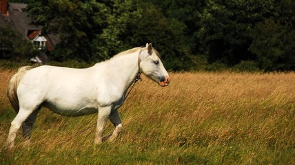 white horse walking along