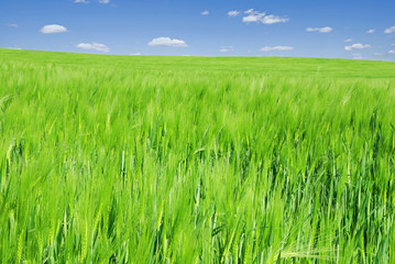 Field of young barley