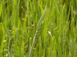 spiga verde - horsepiaffer