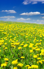 Field of dandelions