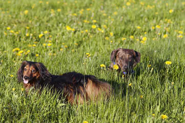on the meadow