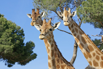 Fototapeta premium les trois girafes