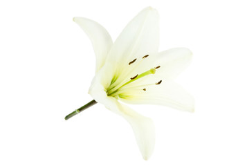 Fototapeta na wymiar White lily on white.