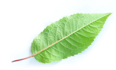 Obraz premium green leaf