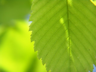 Fresh green leaves
