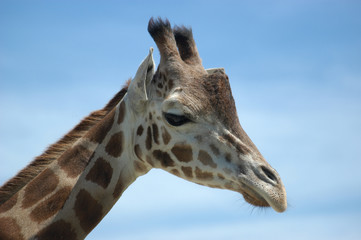 Giraffa camelopardalis
