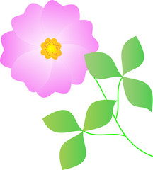 poppy