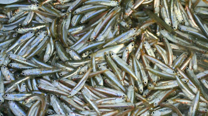 little silver fish