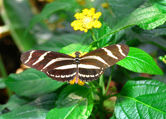 Schmetterling im Blattwerk