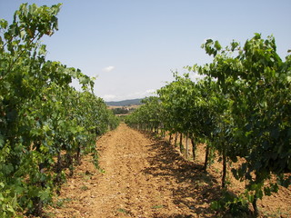 Fototapeta na wymiar Uprawa winorośli w Toskanii