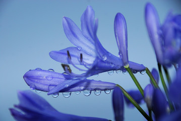 Blume mit Wassertropfen