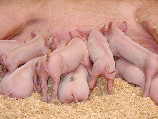 Hungry Piglets