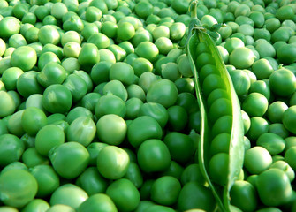 Fototapeta na wymiar peas a pod