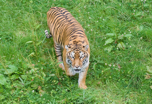 Fototapeta tigre en chasse