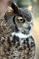Great Horned Owl